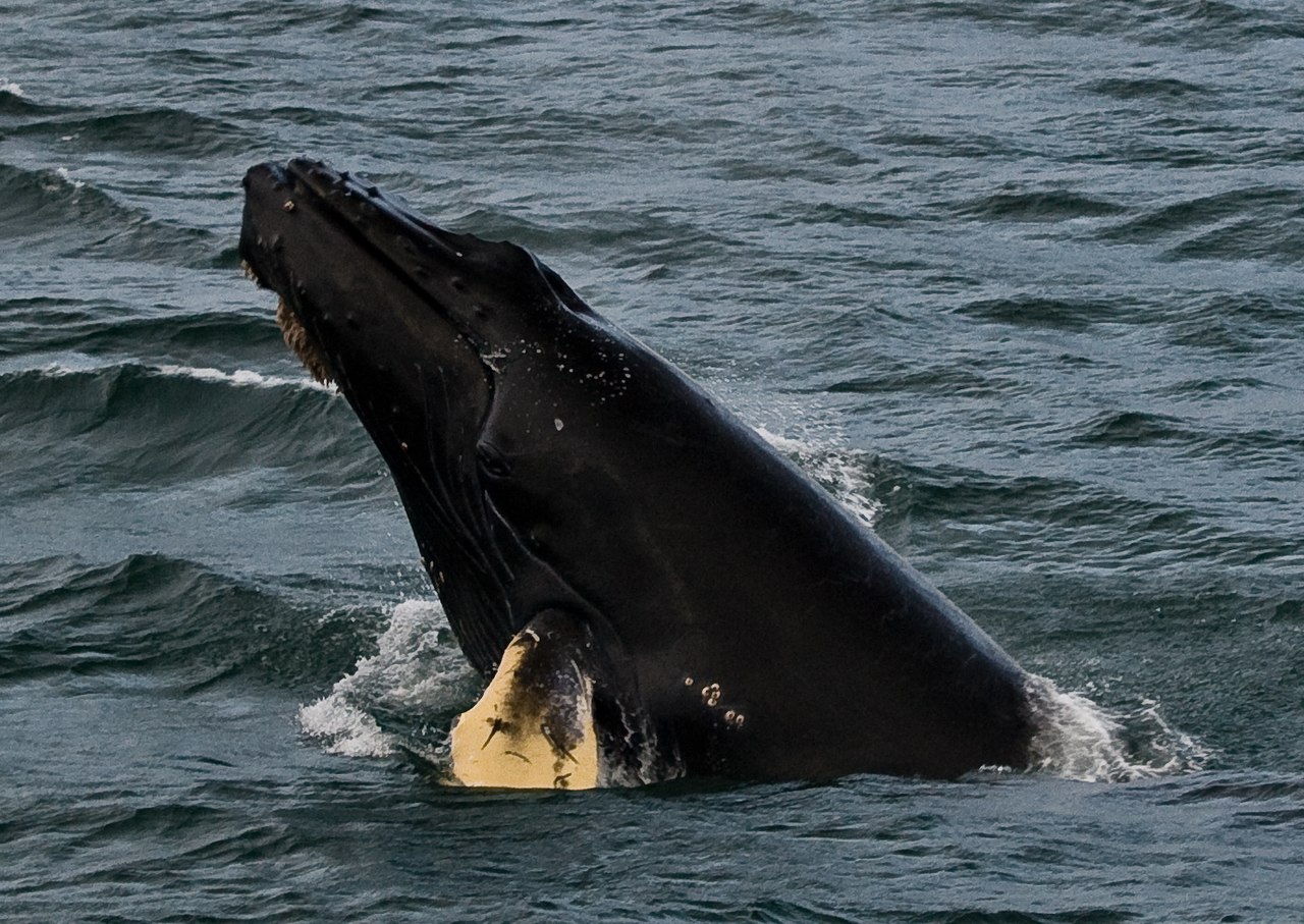 A humpback whale mid breach
Keywords: Glacier Bay; Alaska; humpback whale; whale; breach; ocean; marine; mammals; animals; wildlife; wilderness