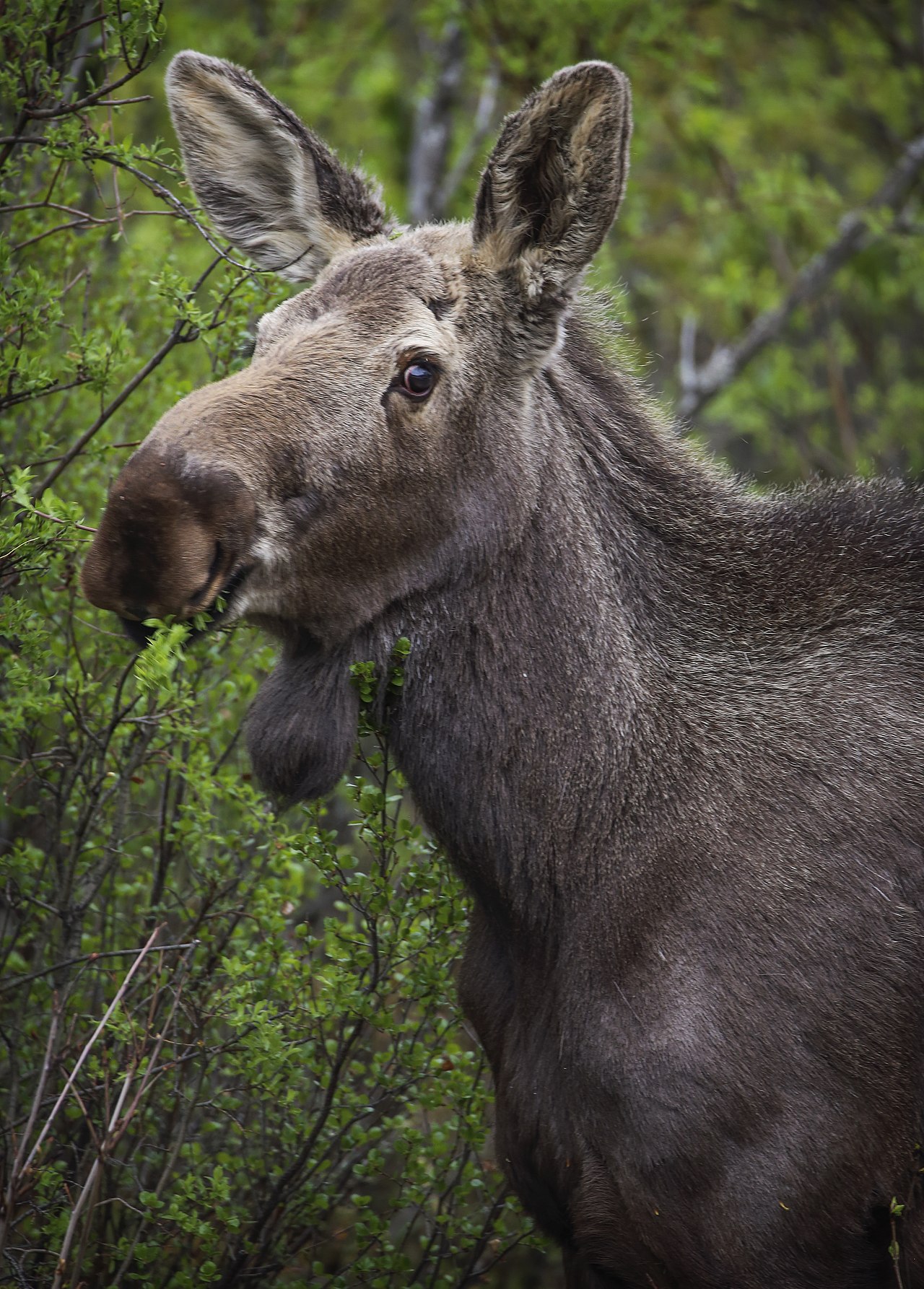 a moose eating leaves in a forest
A moose eats on the side of the road near the Denali Visitor Center on May 25, 2019.
Keywords: wildlife; nature; moose