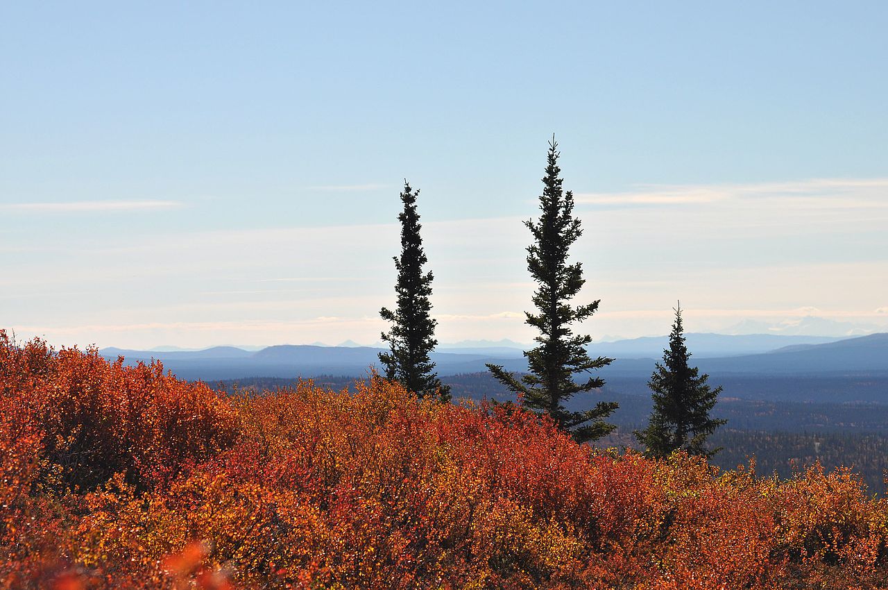 Alaska autumn landscape between Alpine Creek and Raft Creek, in Game Management Unit 13, off of the Denali Highway.