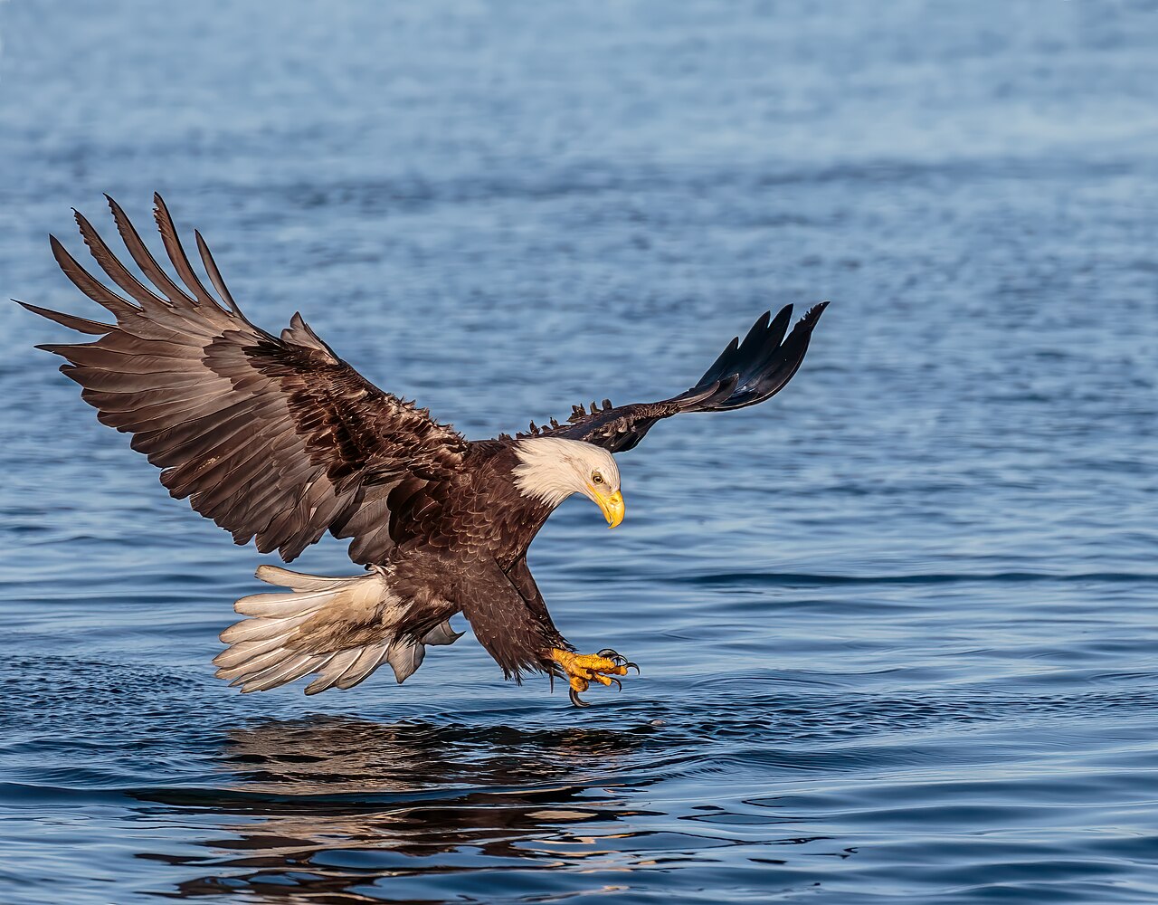 Bald eagle in Alaska