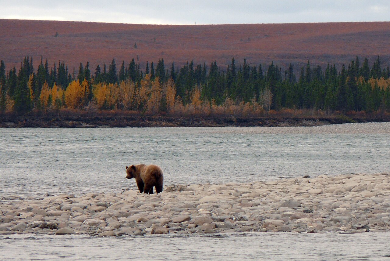 bear standing along a river
A grizzly bear shuffles along the edge of the Noatak River in September, looking for one of the many salmon carcasses that wash up on the gravel bars after spawning.
Keywor