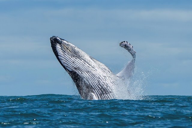 Humpback whale breaching in Ballena Marine National Park, Costa Rica. The reasons why whales practice breaching are still unknown today. Some hypotheses among others are that breaching is done in orde