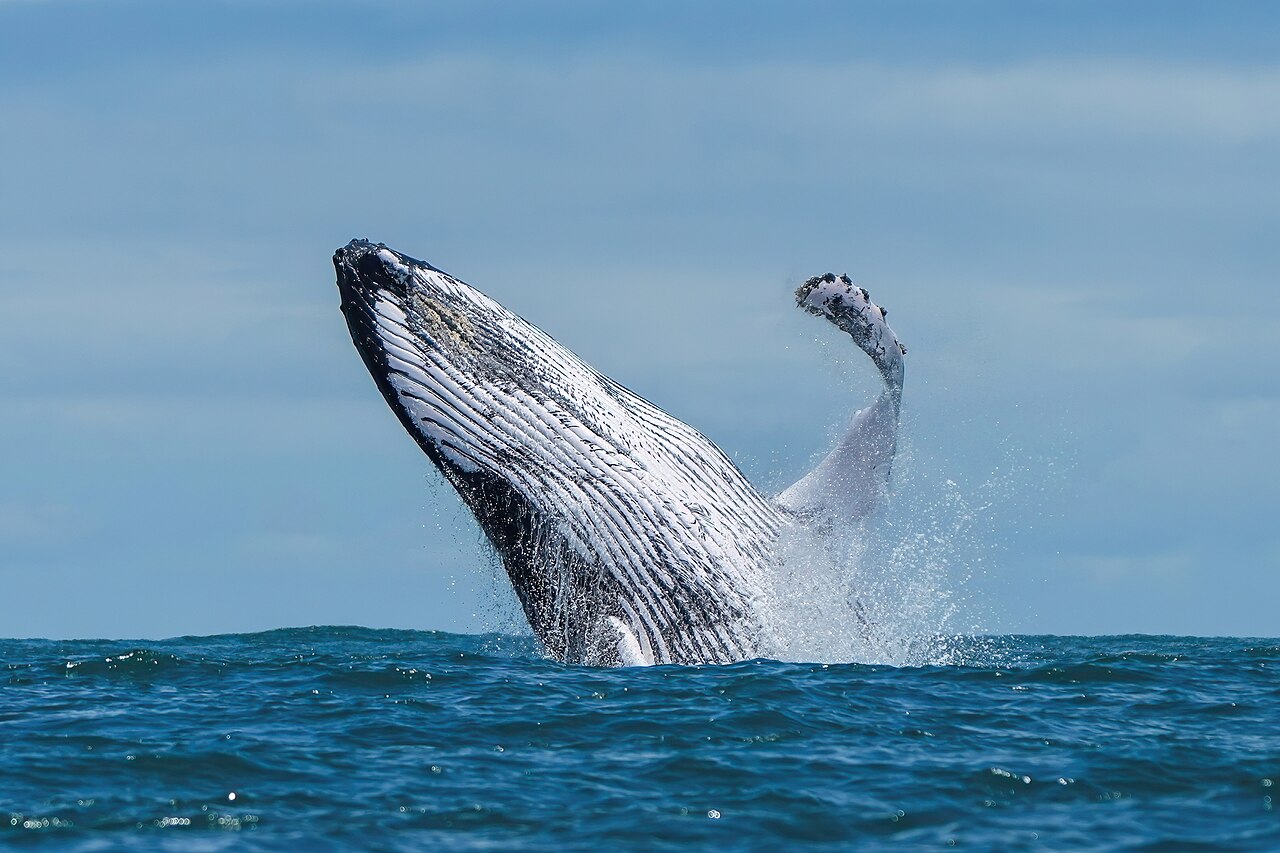 Humpback whale breaching in Ballena Marine National Park, Costa Rica. The reasons why whales practice breaching are still unknown today. Some hypotheses among others are that breaching is done in orde