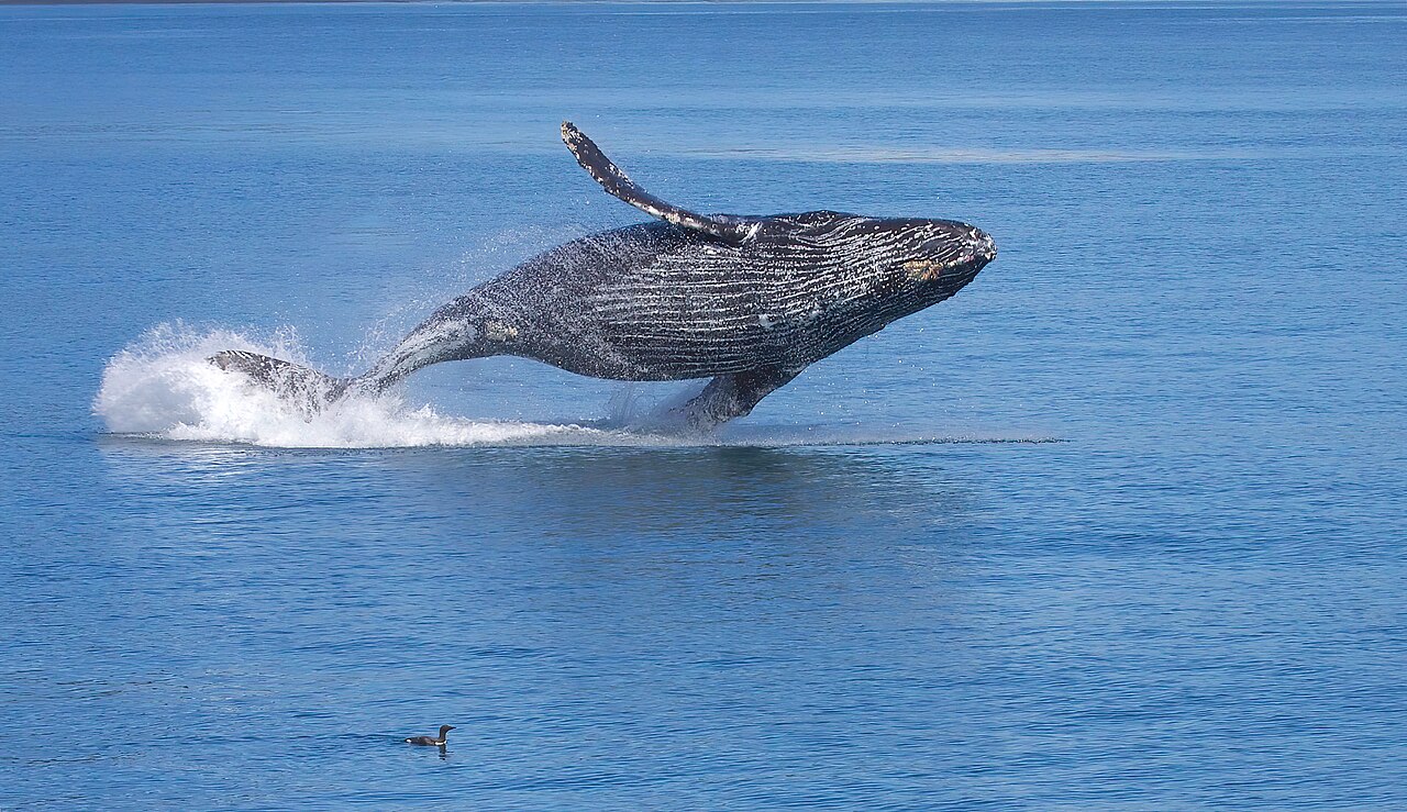 On this summer's trip to Alaska, we were again fortunate enough to have calm seas and clear weather out of Seward on a Kenai Fjords tour.  At least eight different marine mammal species put in an appe