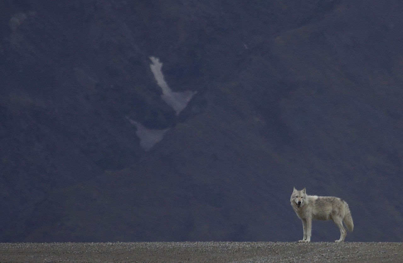 Our tour group stays at the North Face Lodge in Denali.  With their own naturalists and bus fleet we get to spend a lot of time watching wildlife.  This lone wolf walked the road well ahead of us for 