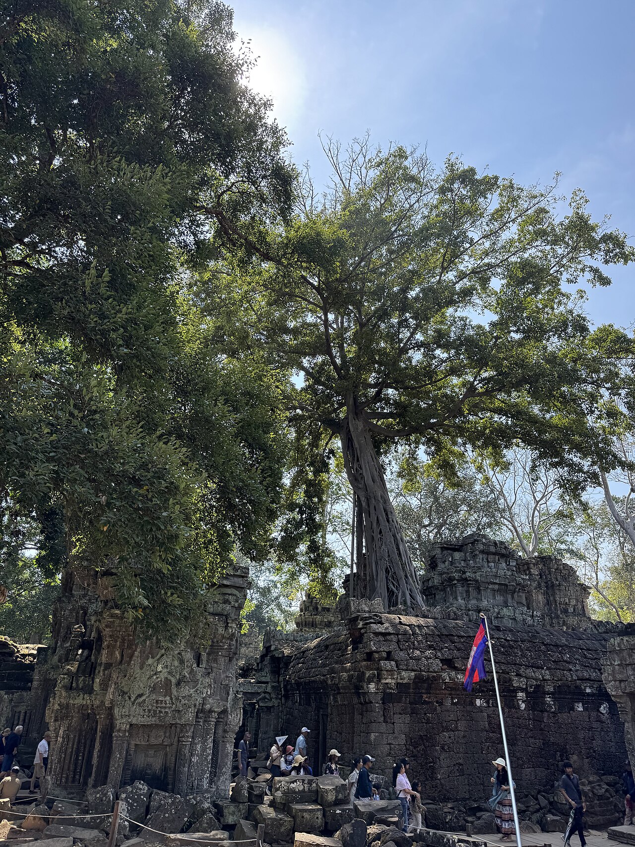 Ta Prohm Tree Roots, Angkor, 12th Century
