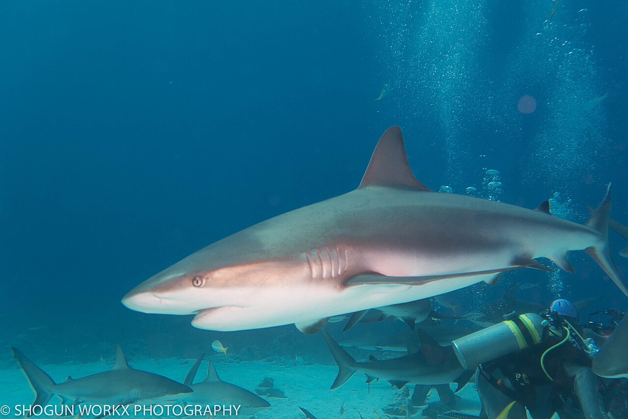 500px provided description: Fun trip to the Bahamas [#Nassau Bahamas ,#Vacation ,#Self Portrait ,#Atlantis ,#Paradise Island ,#Scuba ,#The Cove ,#Harbourside Resort ,#New Providence Bahamas]
