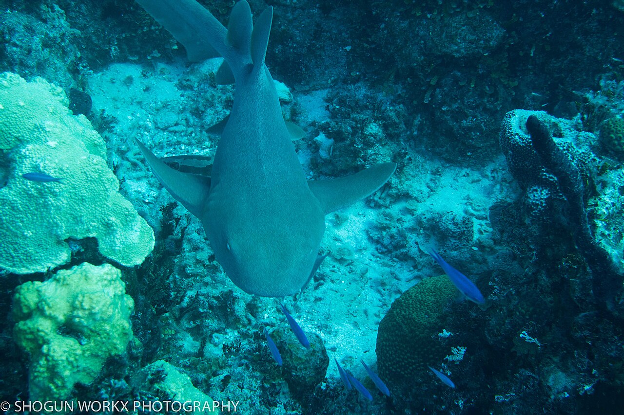 500px provided description: Fun trip to the Bahamas [#Nassau Bahamas ,#Vacation ,#Self Portrait ,#Atlantis ,#Paradise Island ,#Scuba ,#The Cove ,#Harbourside Resort ,#New Providence Bahamas]
