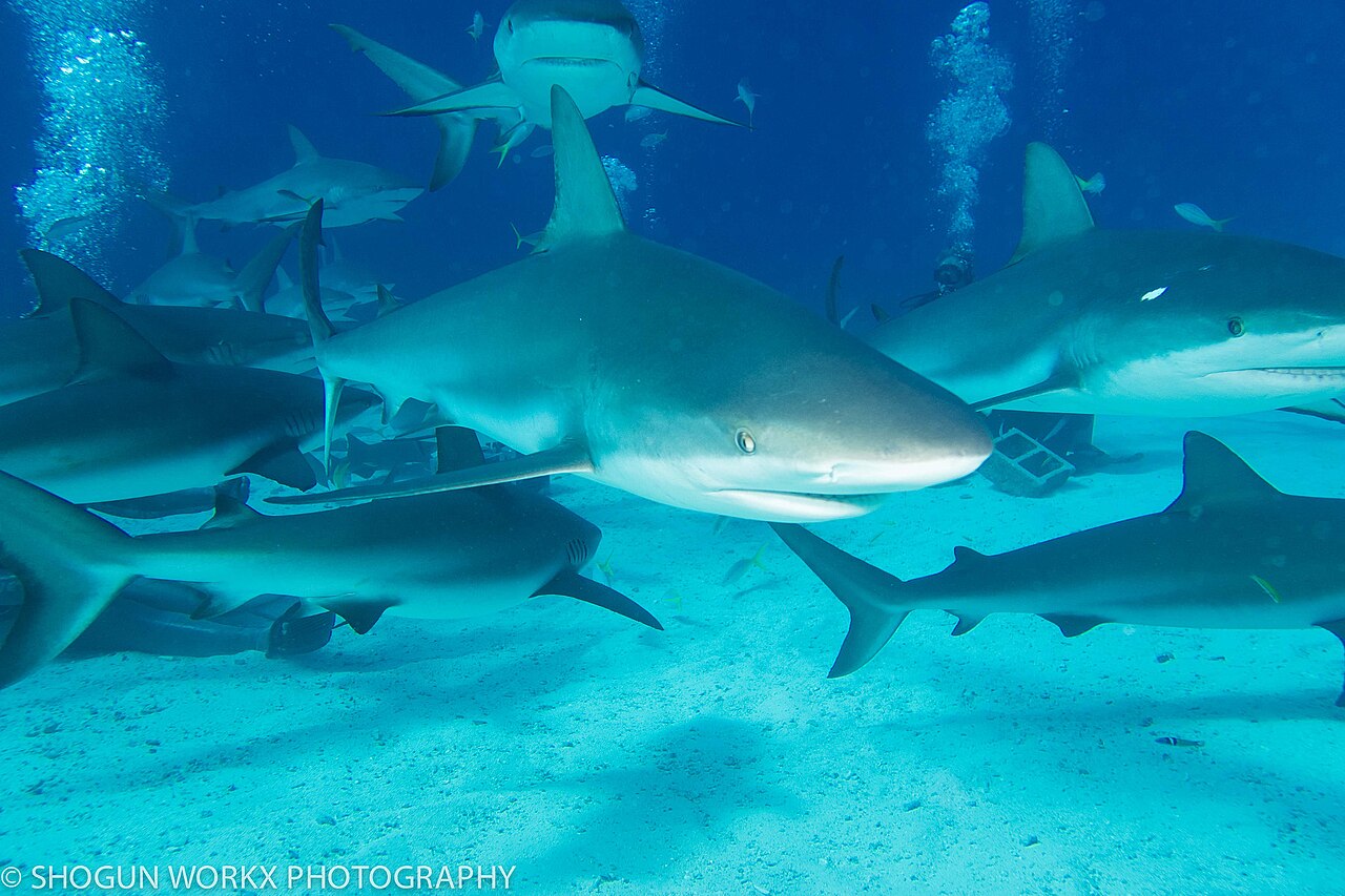 500px provided description: Fun trip to the Bahamas [#Nassau Bahamas ,#Vacation ,#Self Portrait ,#Atlantis ,#Paradise Island ,#Scuba ,#The Cove ,#Harbourside Resort ,#New Providence Bahamas]