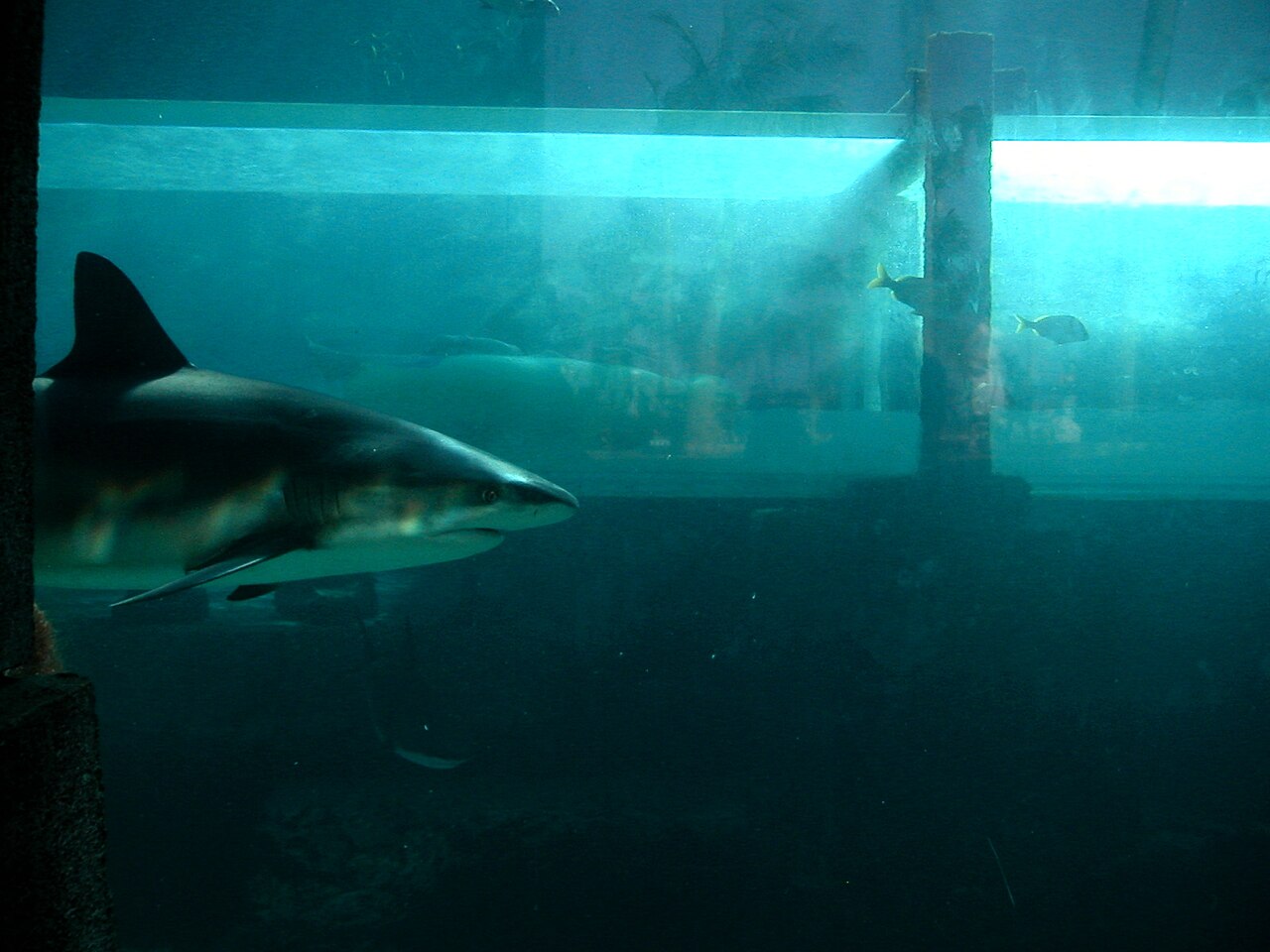 Caribbean reef shark (Carcharhinus perezi') at the bottom of Mayan Temple Water Slides at Atlantis, Paradise Island, Nassau, Bahamas. Visitors on tubes slide past these sharks safely inside the rectan