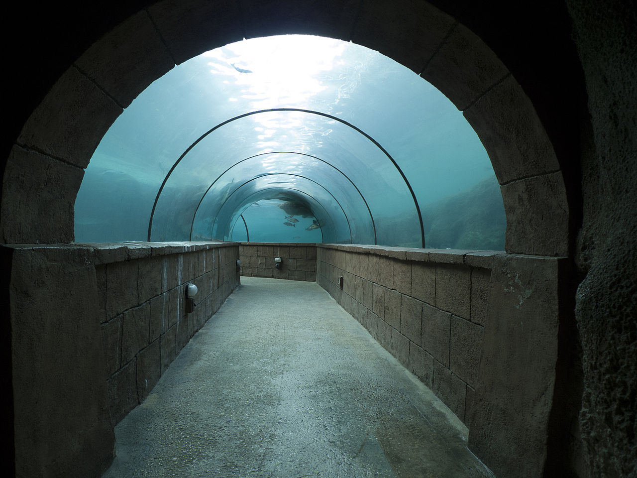 Underwater walkway at the Atlantis Resort — on Paradise Island in Nassau, the Bahamas.
photo D Ramey Logan
