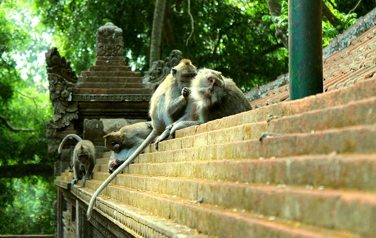 500px provided description: Macaque monkeys grooming each other on a temple wall at Ubud Monkey Forest on the island of Bali, Indonesia [#jungle ,#travel ,#architecture ,#temple ,#monkey ,#bali ,#anim
