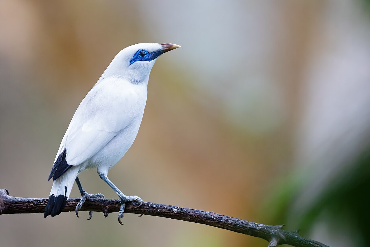 Bali Myna (Leucopsar rothschildi). West Bali National Park, Indonesia