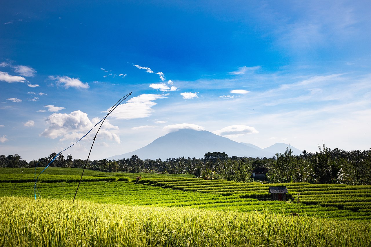 Bali Rice field