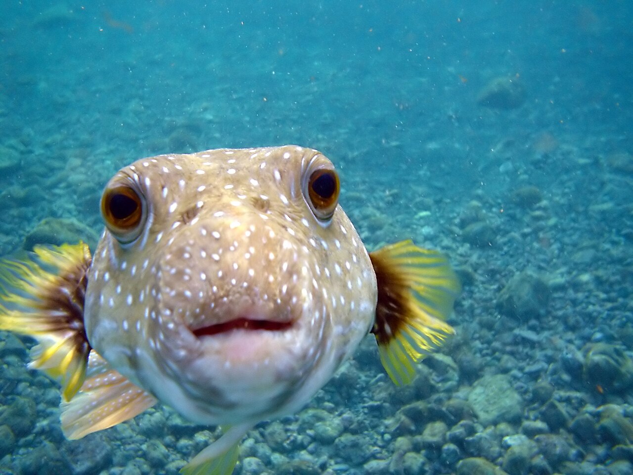 A Puffer Fish,Arothron hispidus is kissing my camera at Big Island of Hawaii.