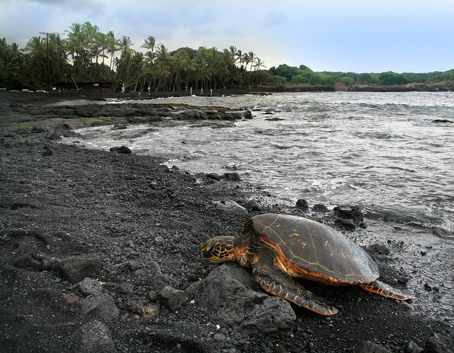 Green Sea Turtle (Chelonia mydas) is basking on Punaluu Beach.
