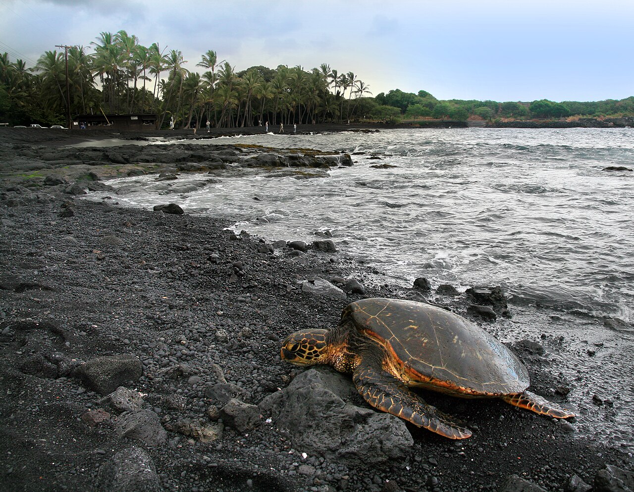 Green Sea Turtle (Chelonia mydas) is basking on Punaluu Beach.