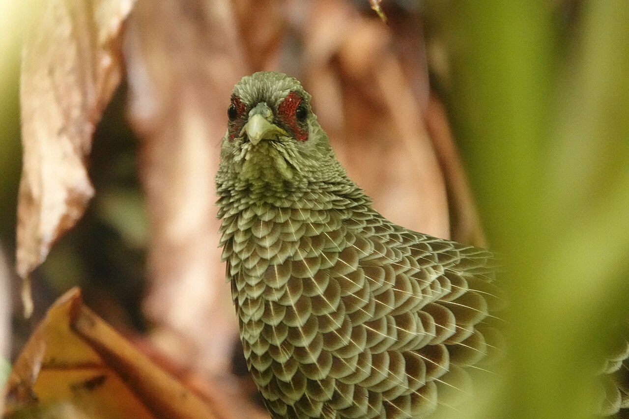 Hawaii - Big Island December 2023