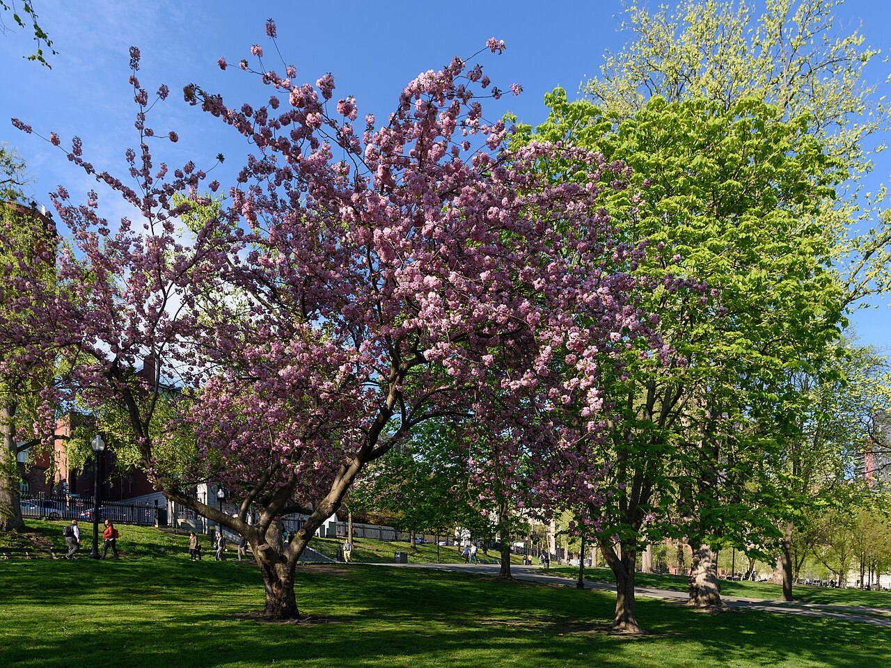 Boston Common, Boston, Massachusetts.