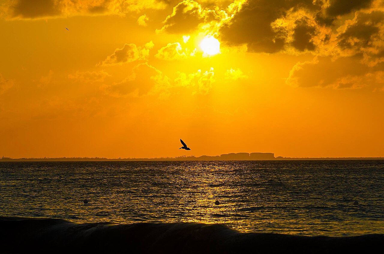 500px provided description: 1/04/2015
Pellicano

Pelican [#cancun ,#travel ,#maya ,#tour ,#uxmal ,#guide ,#merida ,#chichen-itza ,#messico ,#isla mujeres ,#Mexico ,#Yucatan]