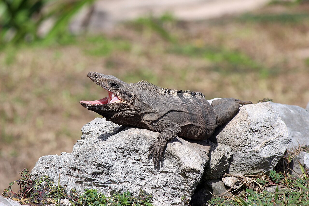 500px provided description: Mexique wildlife [#mexico ,#tulum ,#cancun ,#travel ,#architecture ,#maya ,#ruins ,#riviera maya ,#quintana roo ,#mexique]