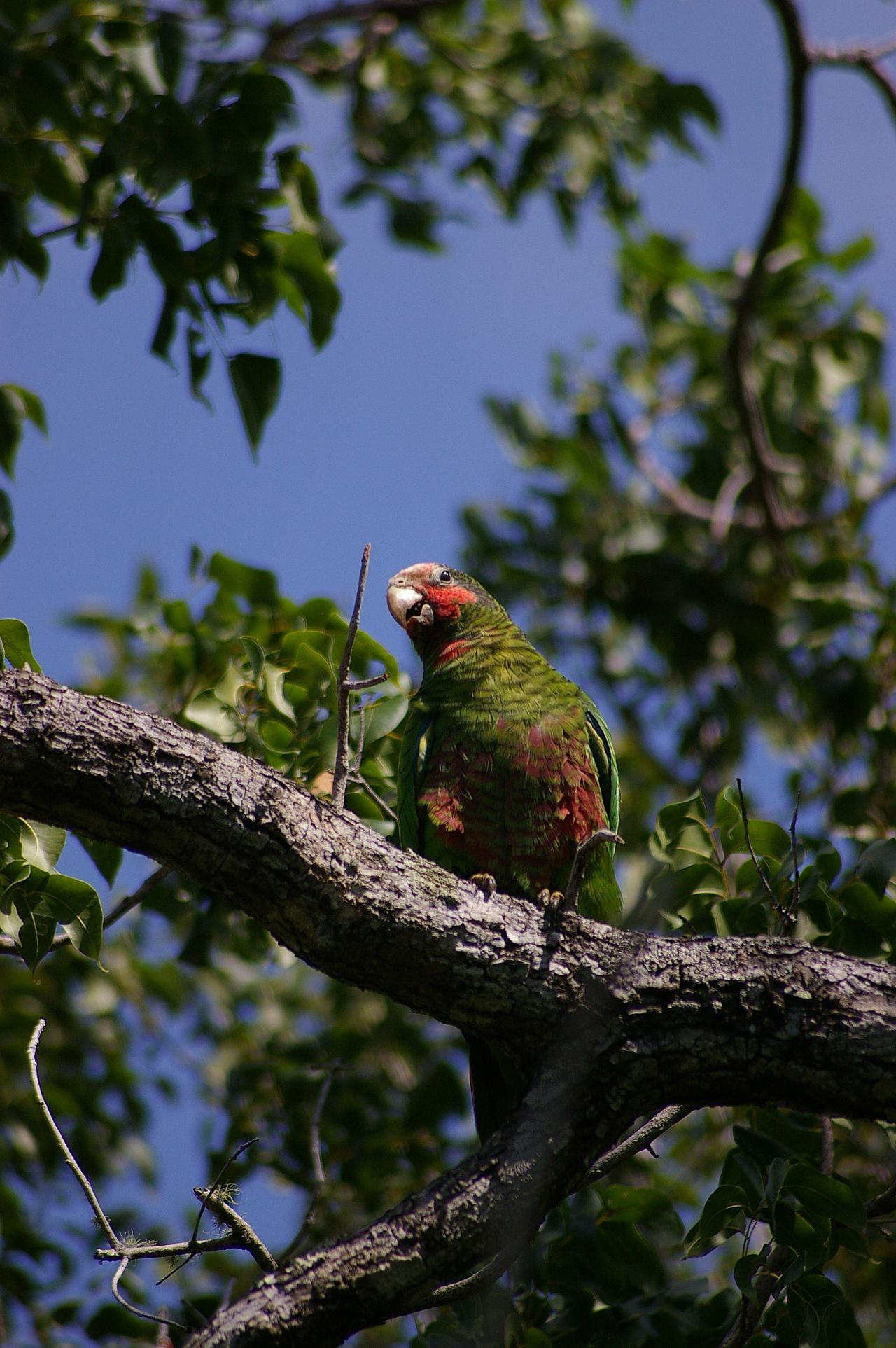 A Cuban Amazon in Grand Cayman, Cayman Islands, British West Indies. This subspecies is also called the Grand Cayman Amazon.