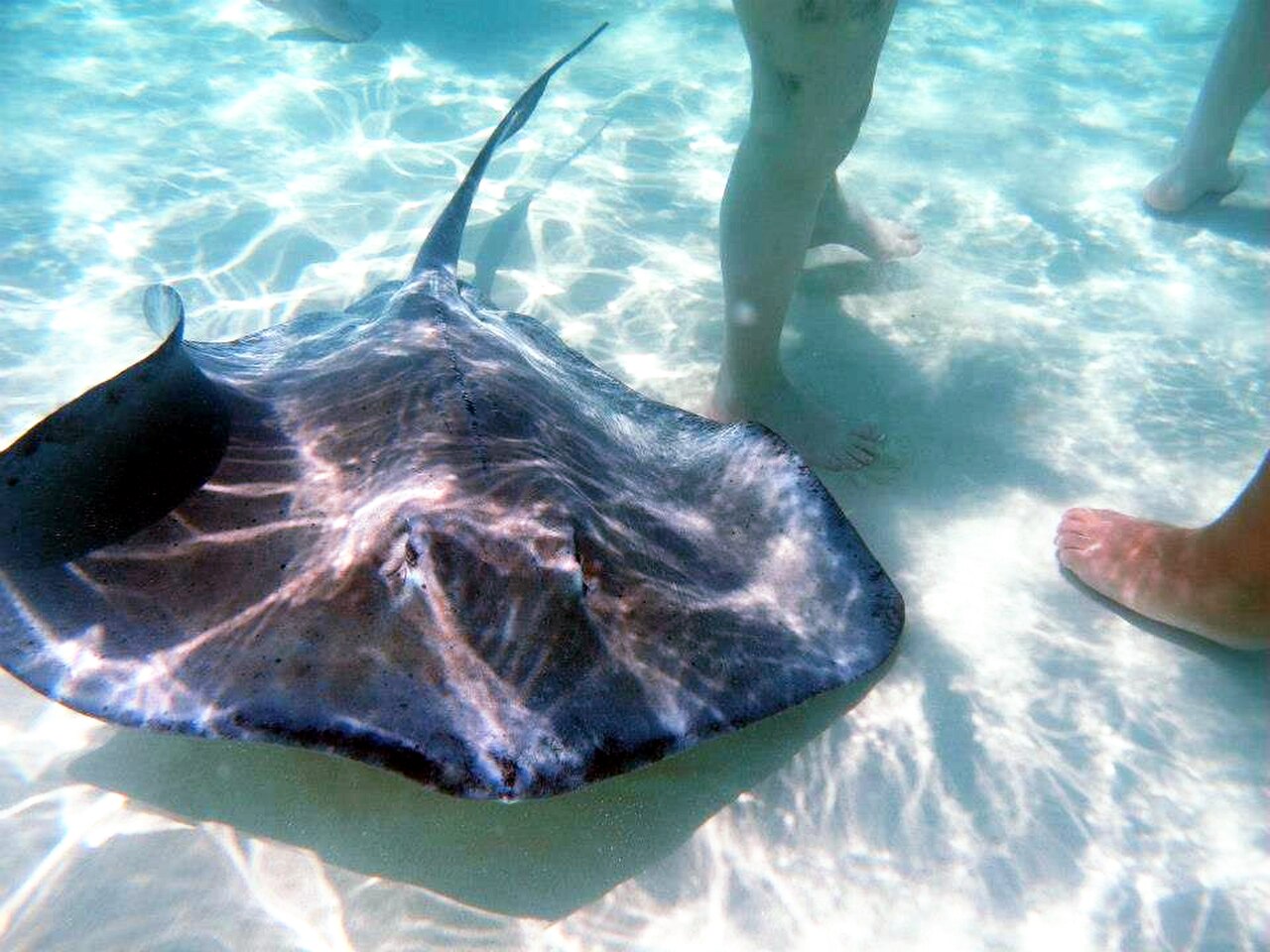 A harmless and tactile Southern stingray (Hypanus americanus) passing underneath the visitors of stingray city in Grand Cayman.