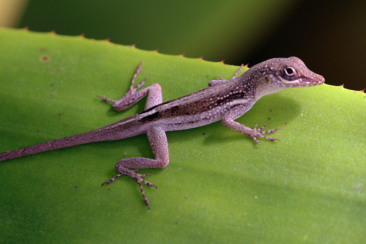 Cayman blue-throated anole (Anolis conspersus) young female, Grand Cayman