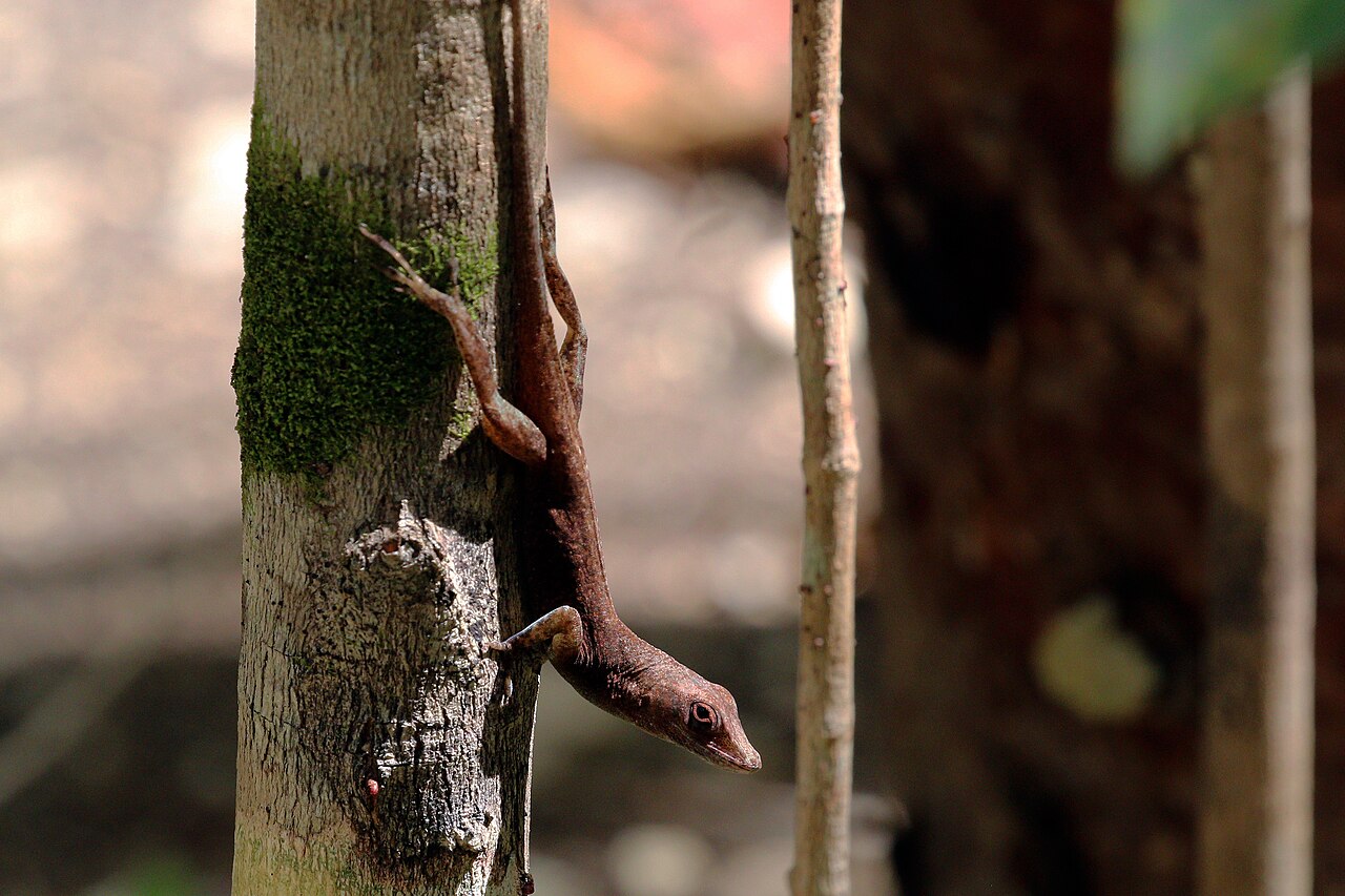 Cayman blue-throated anole (Anolis conspersus) juvenile, Grand Cayman