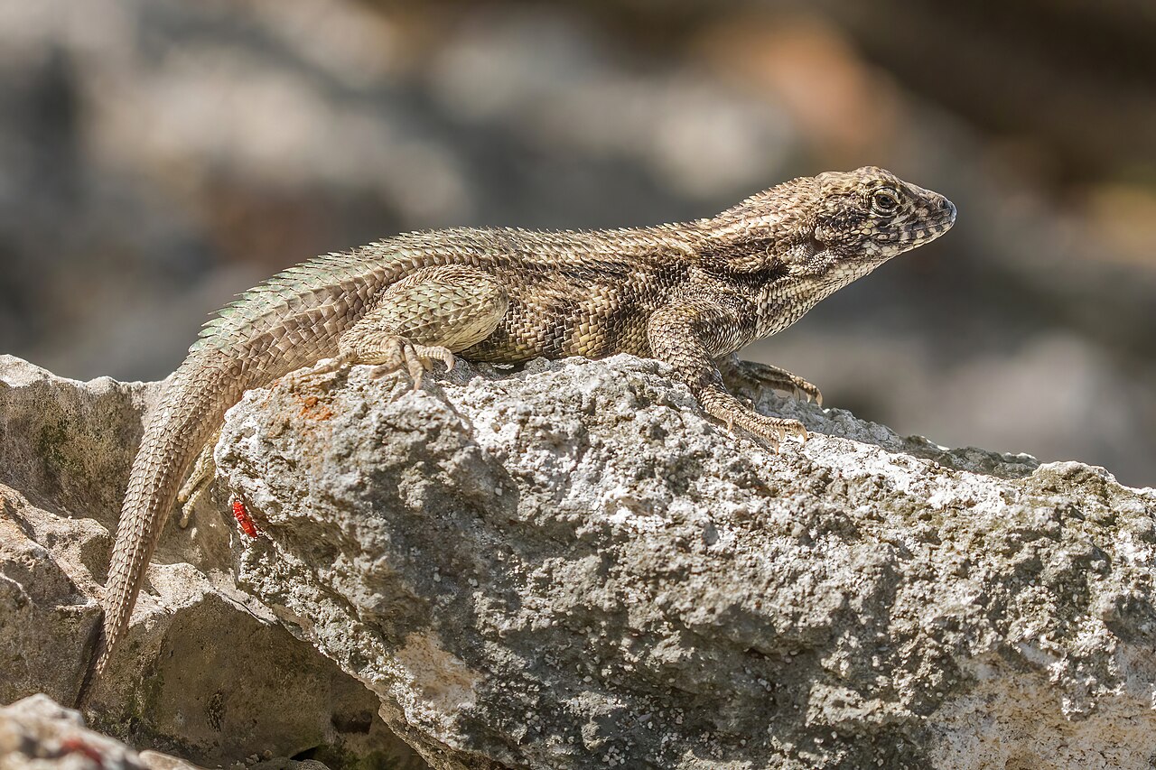 Cayman curly-tailed lizard (Leiocephalus varius), Grand Cayman, Cayman Islands