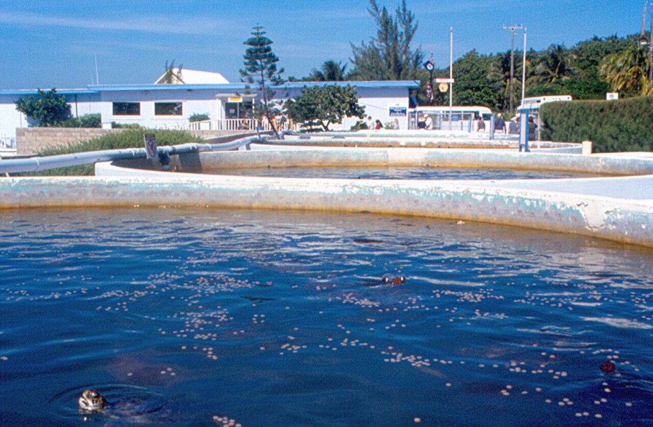 Cayman Island Turtle Farm, north of George Town, is a business run by the government.  It raises and sells green sea turtles as food.  It also has research activities and conspicuous turtle releases, 
