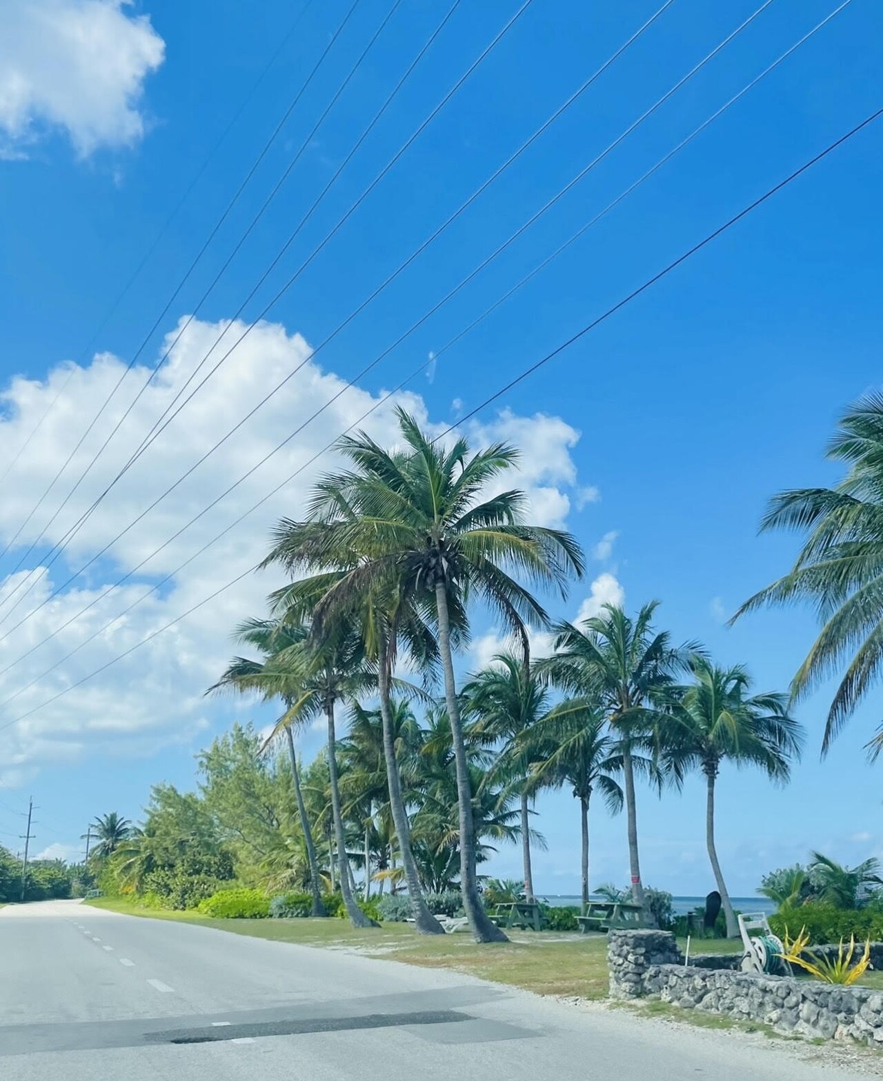 Cayman Islands palm trees