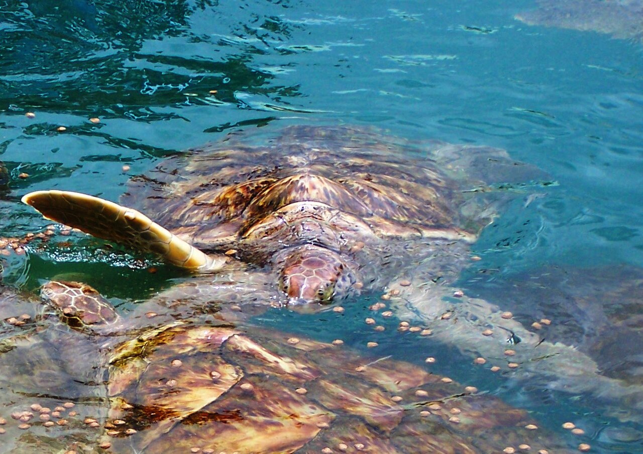 Feeding time at Cayman Turtle Farm, Grand Cayman, British West Indies