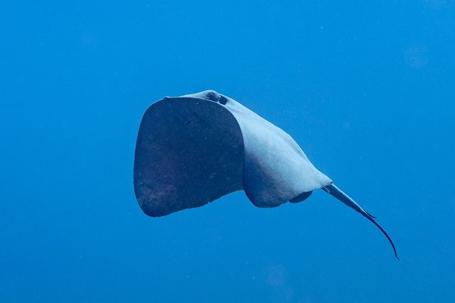 Pelagic stingray (Pteroplatytrygon violacea), Cape Palos, region of Murcia, Spain. This species of stingray has a worldwide distribution in waters warmer than 19 °C (66 °F), and migrates seasonally to
