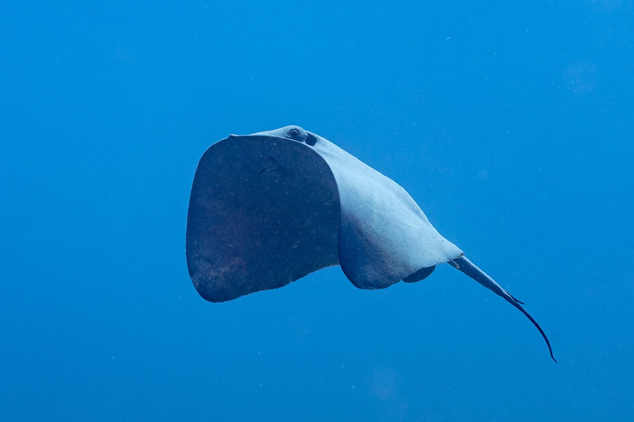 Pelagic stingray (Pteroplatytrygon violacea), Cape Palos, region of Murcia, Spain. This species of stingray has a worldwide distribution in waters warmer than 19 °C (66 °F), and migrates seasonally to