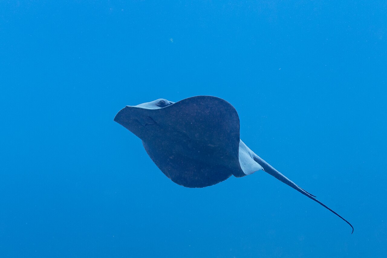 Pelagic stingray (Pteroplatytrygon violacea), Cape Palos, region of Murcia, Spain. This species of stingray has a worldwide distribution in waters warmer than 19 °C (66 °F), and migrates seasonally to