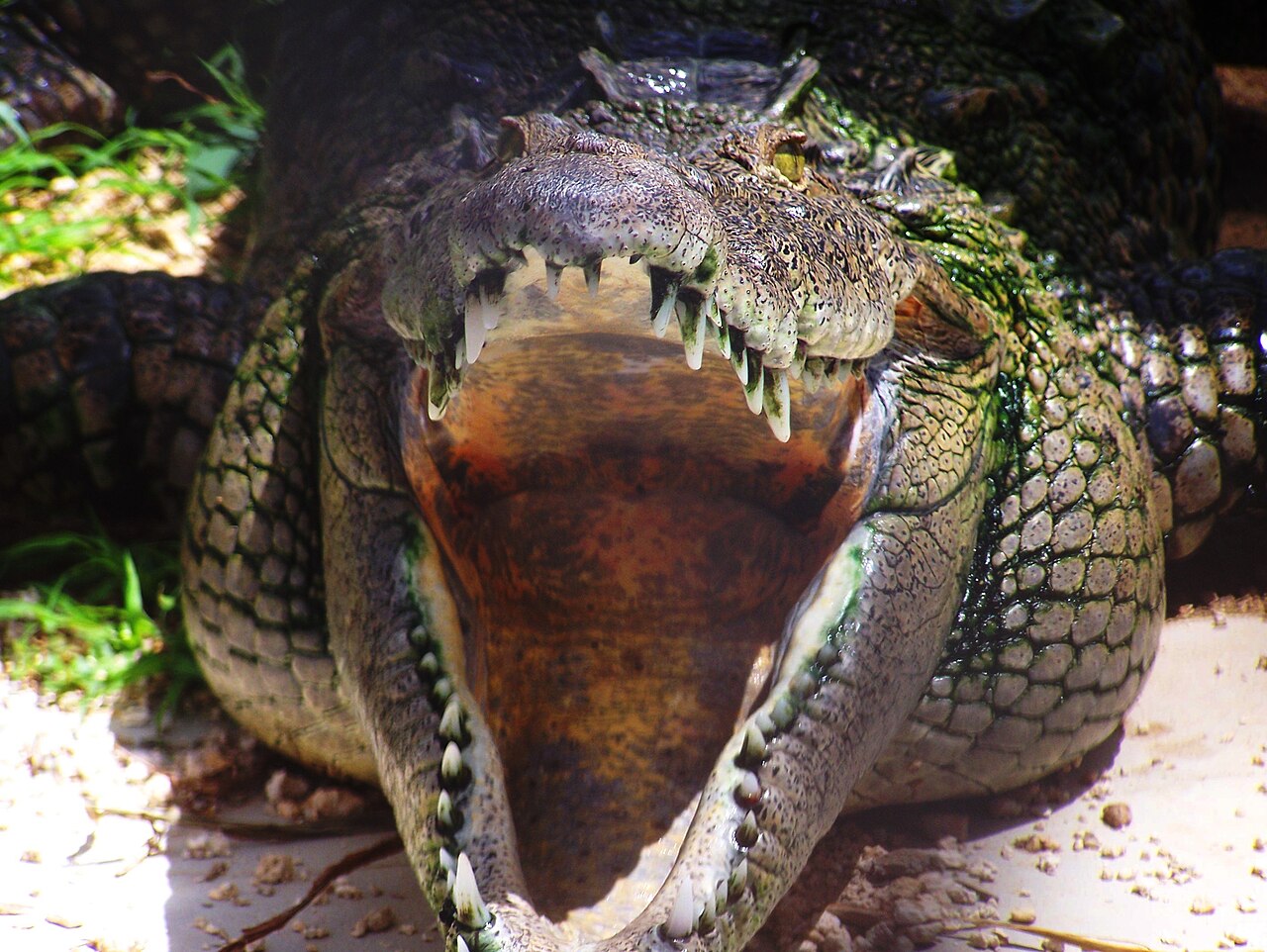 "Smiley", a hybrid of two species of crocodile at Cayman Turtle Farm, Grand Cayman Island, British West Indies