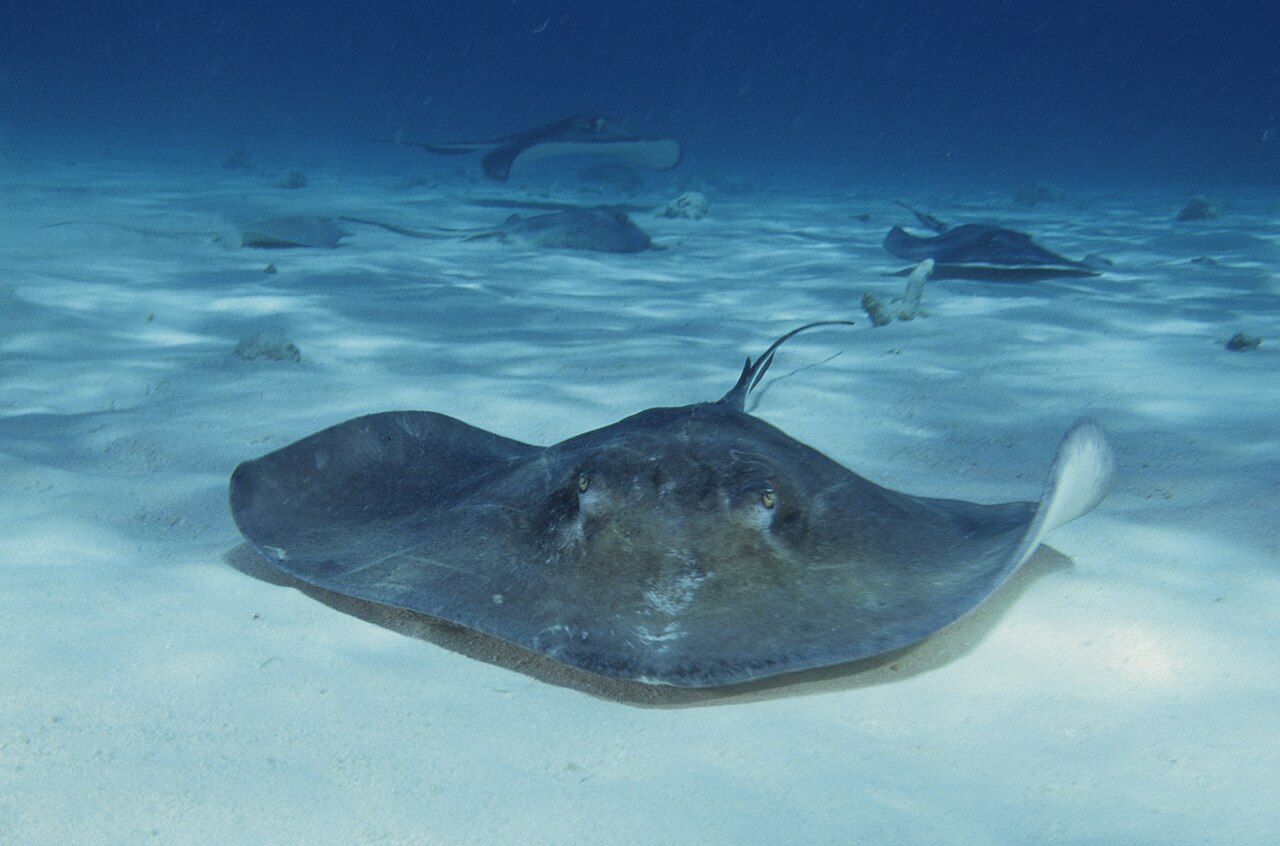 Southern stingrays (Dasyatis americana) at Stingray City