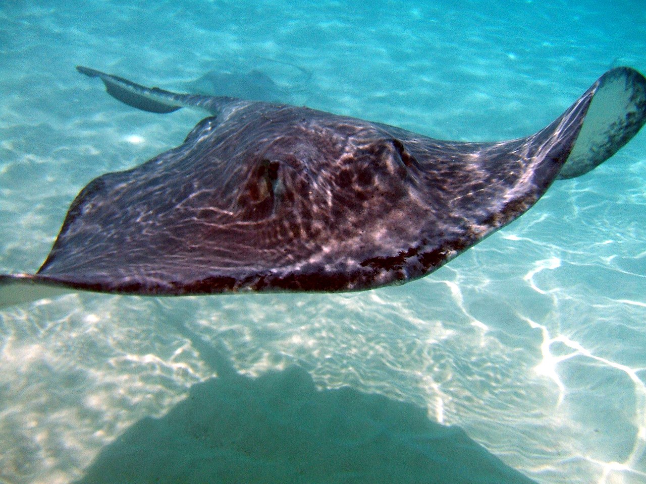 Sting Ray at Sting Ray City in April 2009