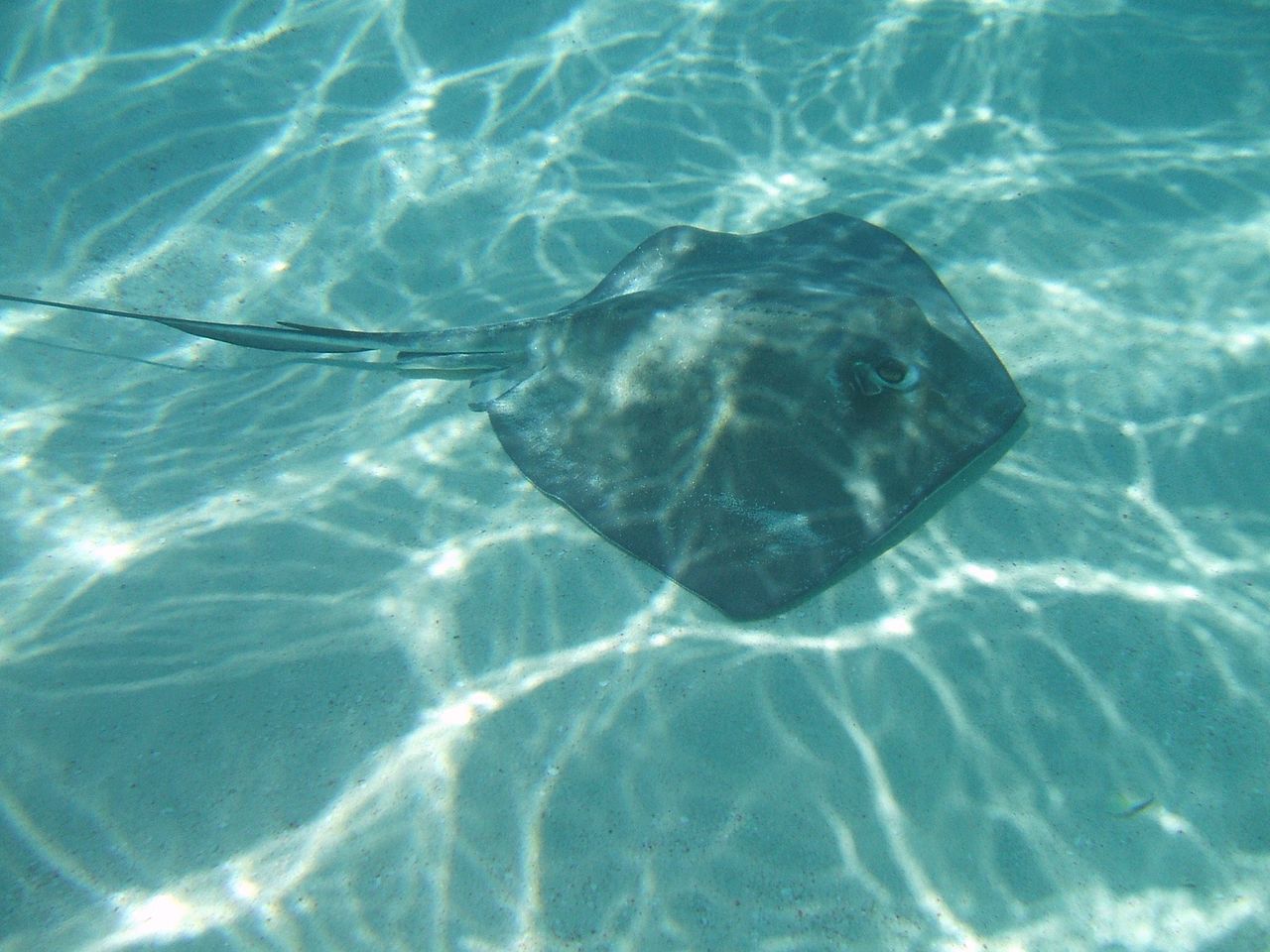 Sting Ray at Sting Ray City in April 2009 (2)