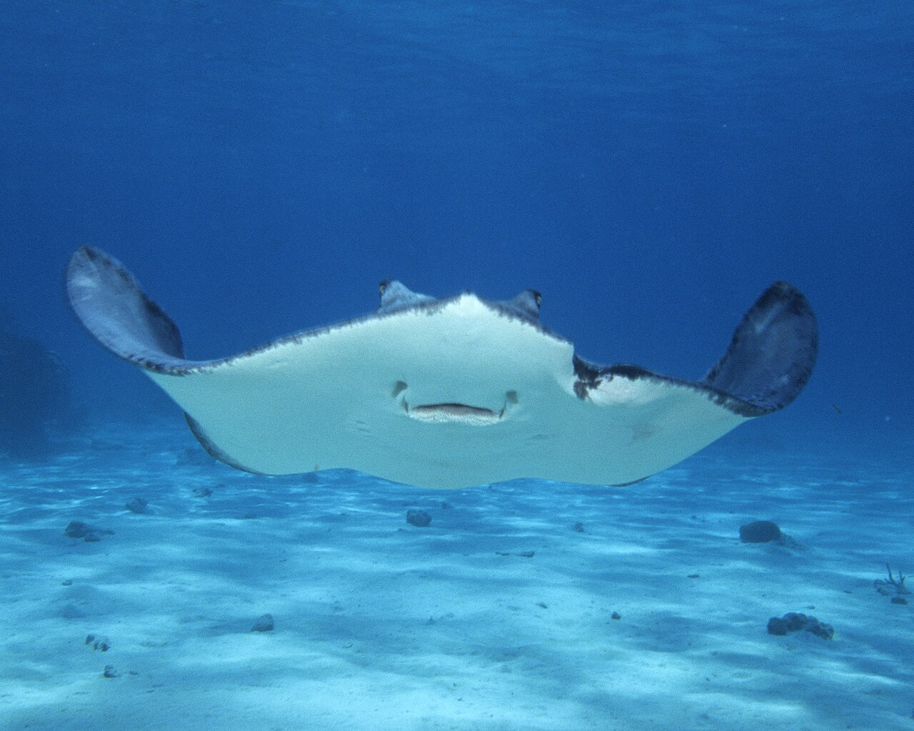 Stingray City, Grand Cayman