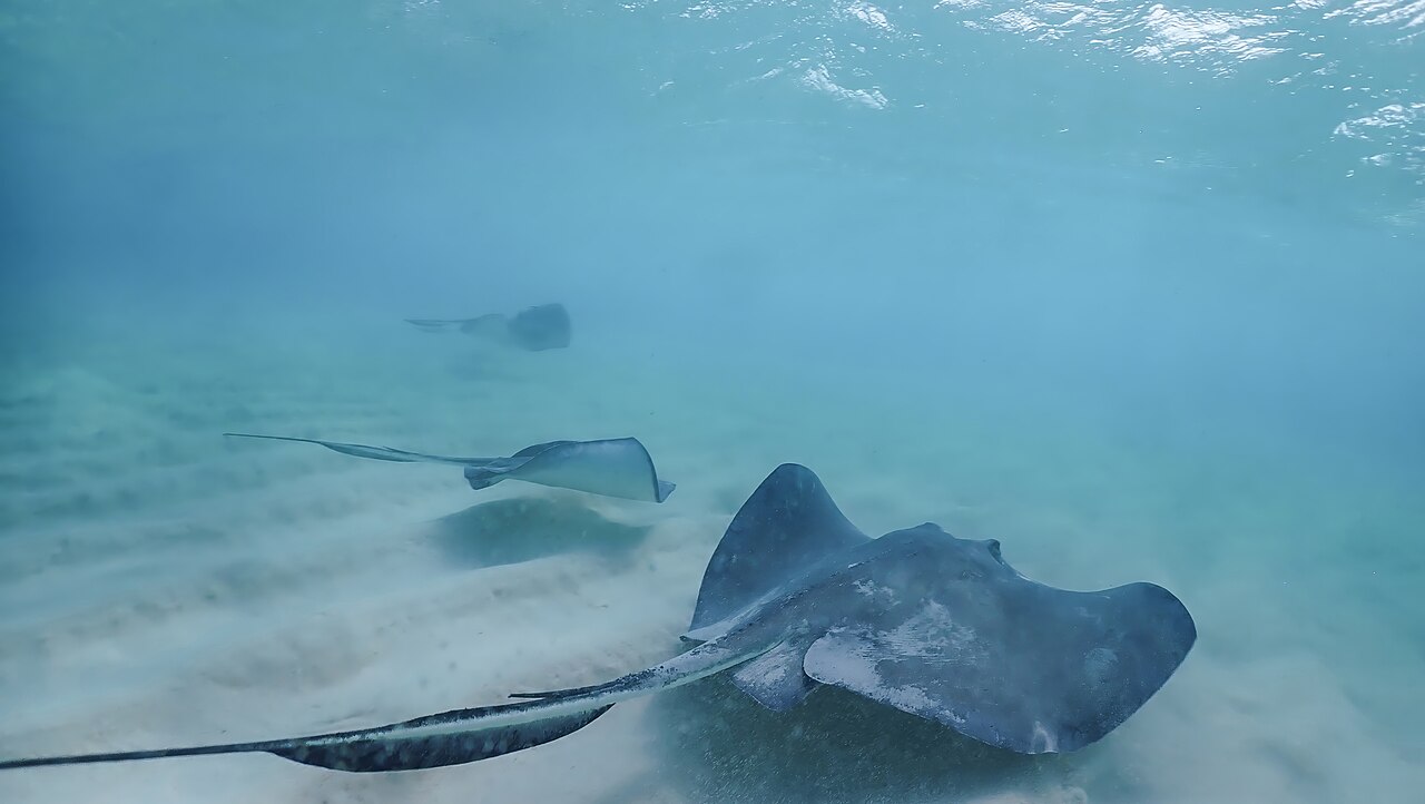 Stingray City is a series of shallow sandbars found in the North Sound of Grand Cayman, Cayman Islands. It is a tourist attraction, where southern stingrays are found in abundance and visitors can pet
