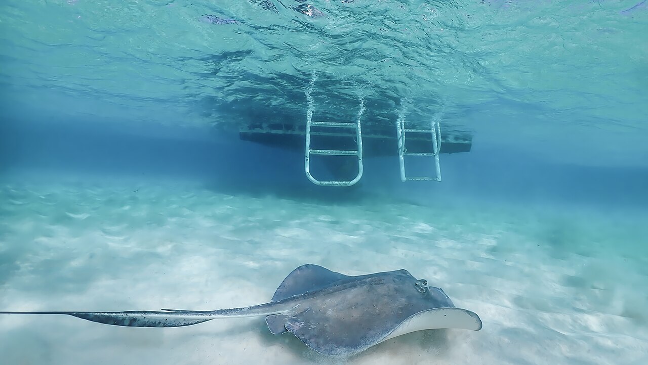 Stingray City is a series of shallow sandbars found in the North Sound of Grand Cayman, Cayman Islands. It is a tourist attraction, where southern stingrays are found in abundance and visitors can pet