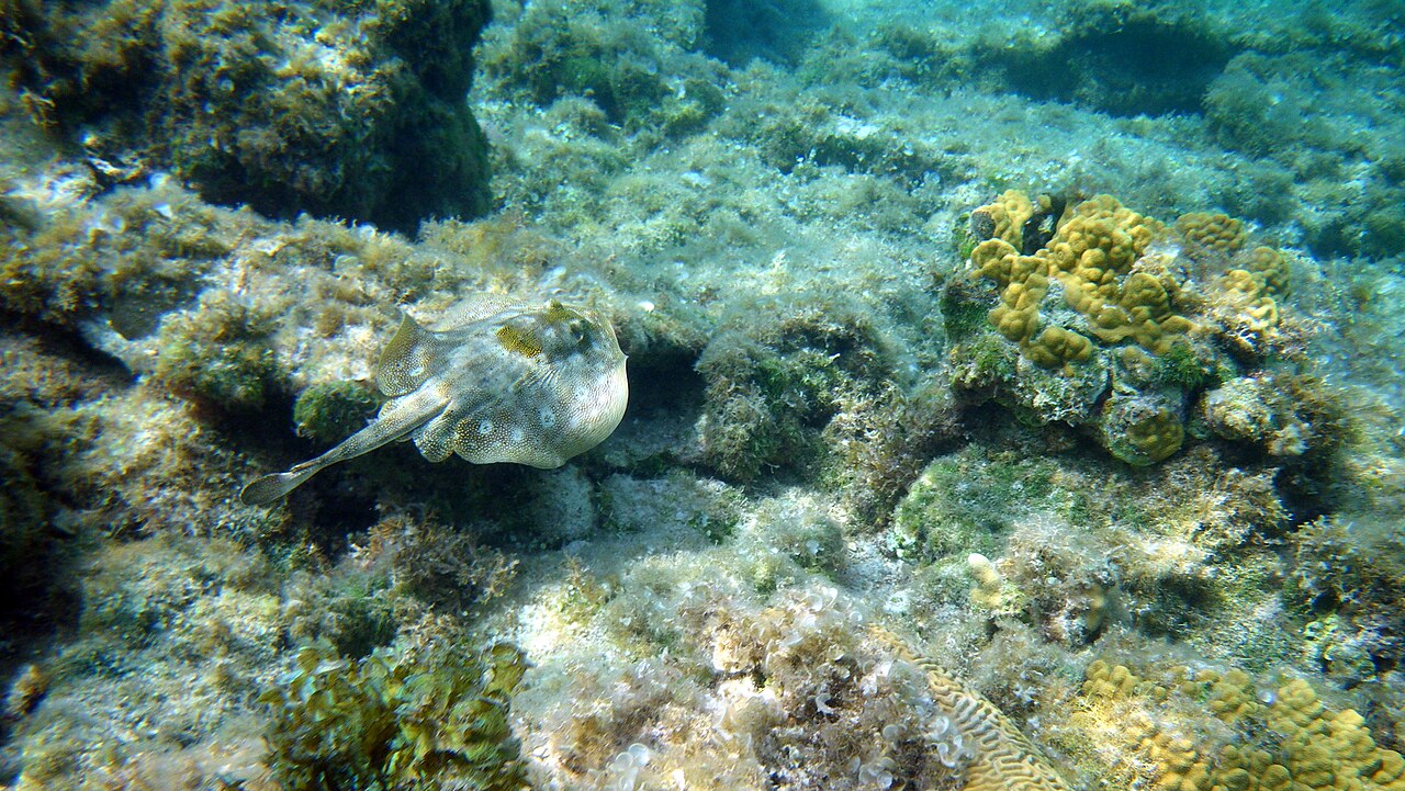 The stingray tour on the other side of Grand Cayman had to be shut down for weather.  We still managed to see this one at Seven Mile Beach.