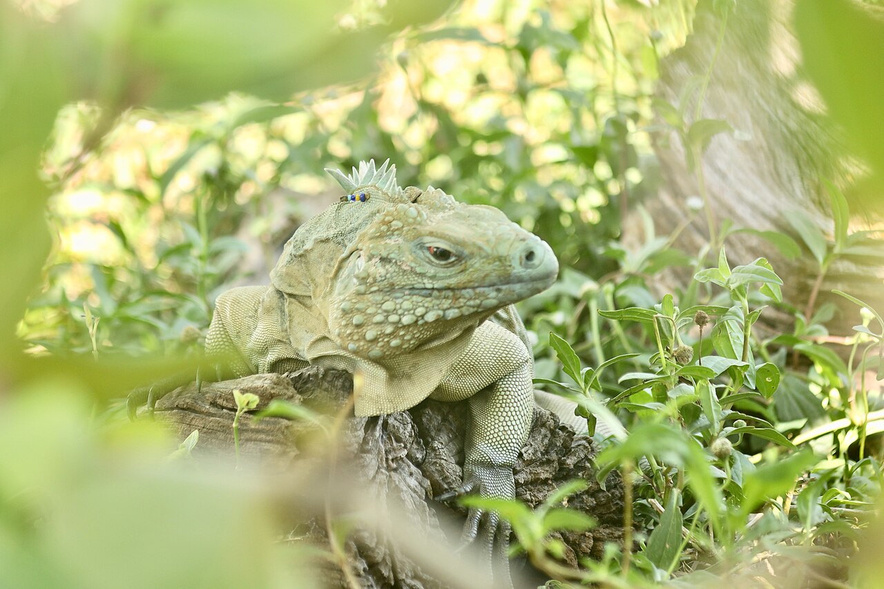 This is a blue iguana that lives in the conservation facility in the Elizabeth II Botanic Park.