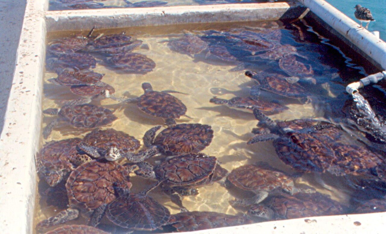 Turtles in Cayman Islands Turtle Farm were separated by age cohorts.  Most were raised to sell as food, not for display.  This is a tank of older turtles.  They are green sea turtles.