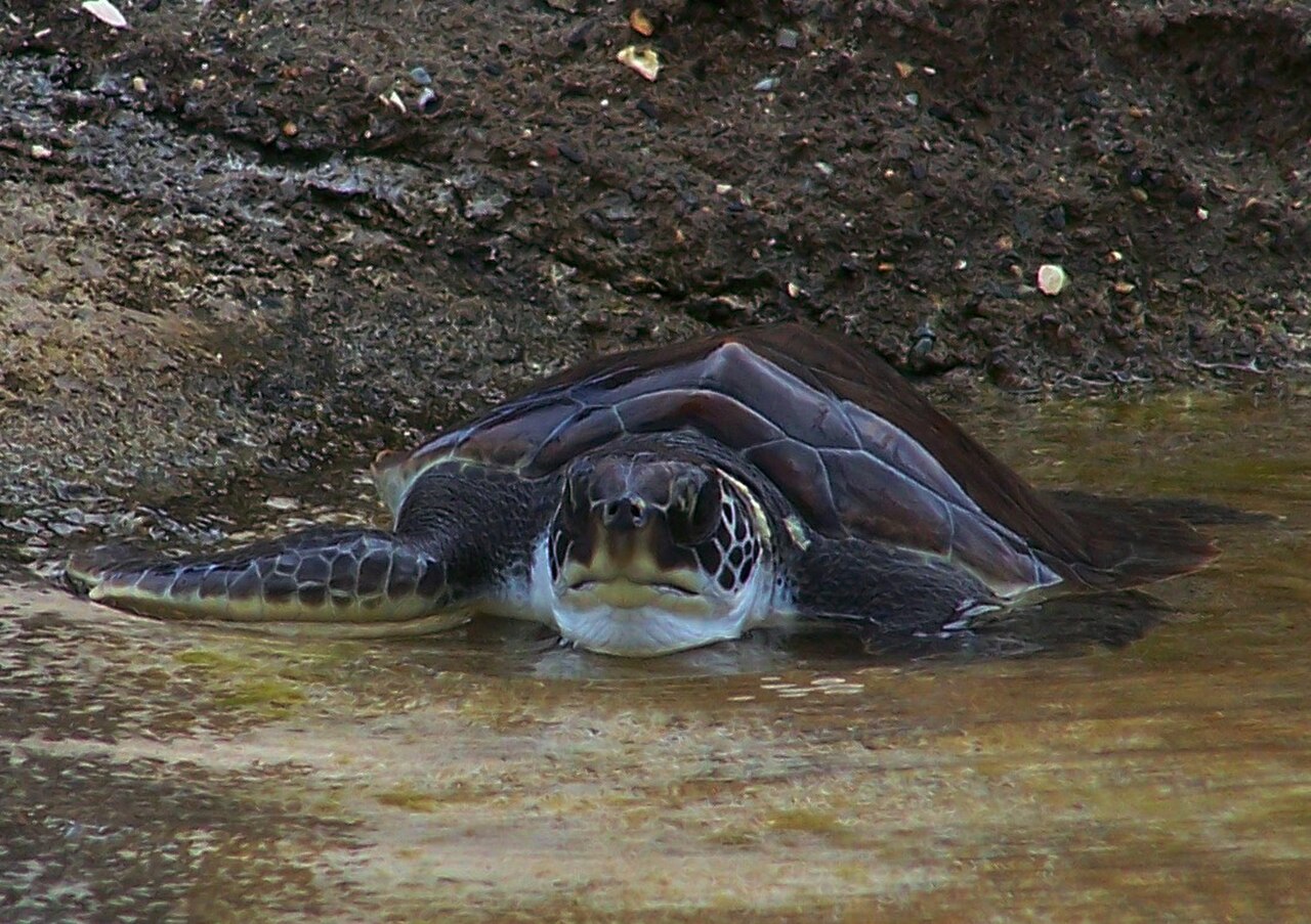 Young Green Sea Turtle at Boatswain's Beach/Cayman Turtle Farm