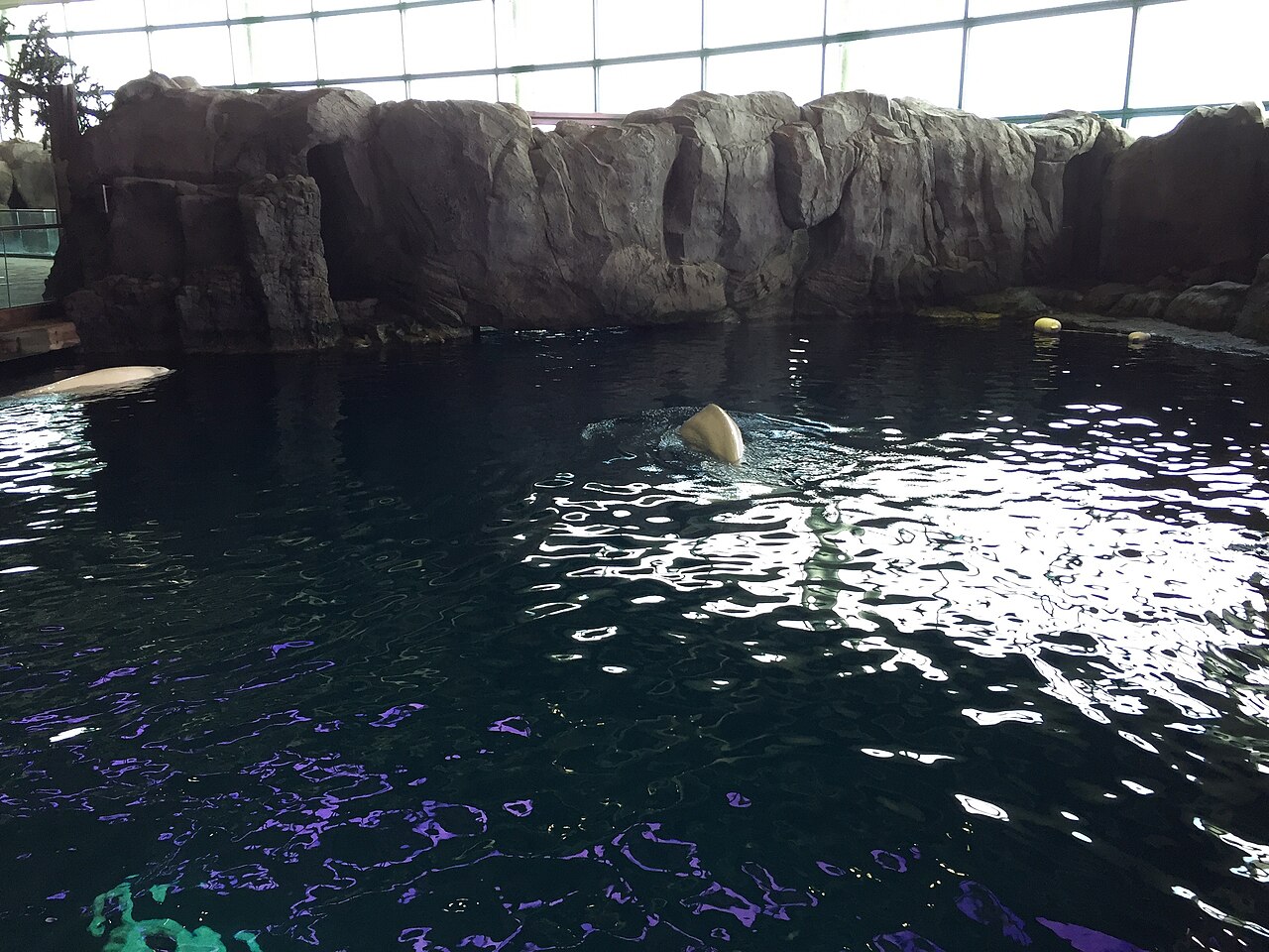 Beluga whales swimming in the Oceanarium at the Shedd Aquarium in Chicago on September 2, 2017.