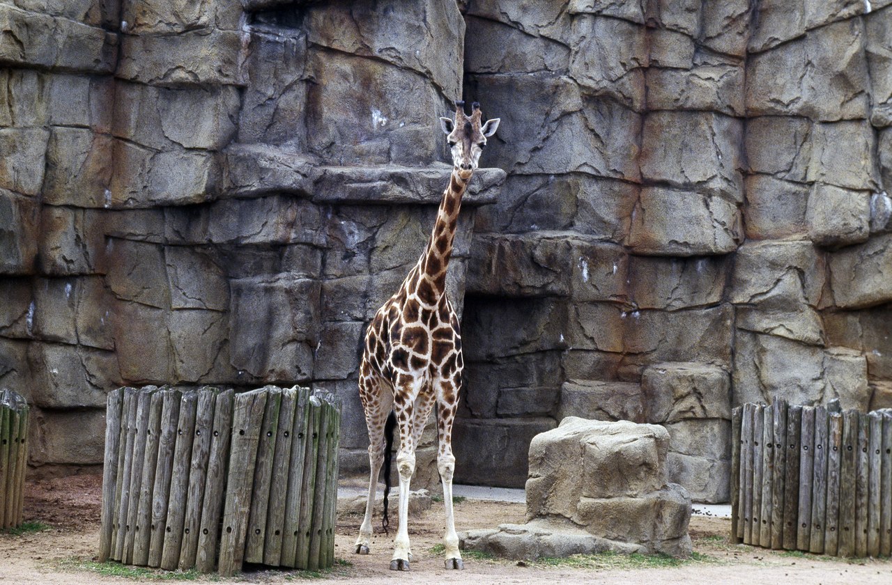 Title: Giraffe at Lincoln Park Zoo, Chicago, Illinois
Physical description: 1 transparency : color ; 4 x 5 in. or smaller.

Notes: Title, date, and keywords provided by the photographer.; Digital imag