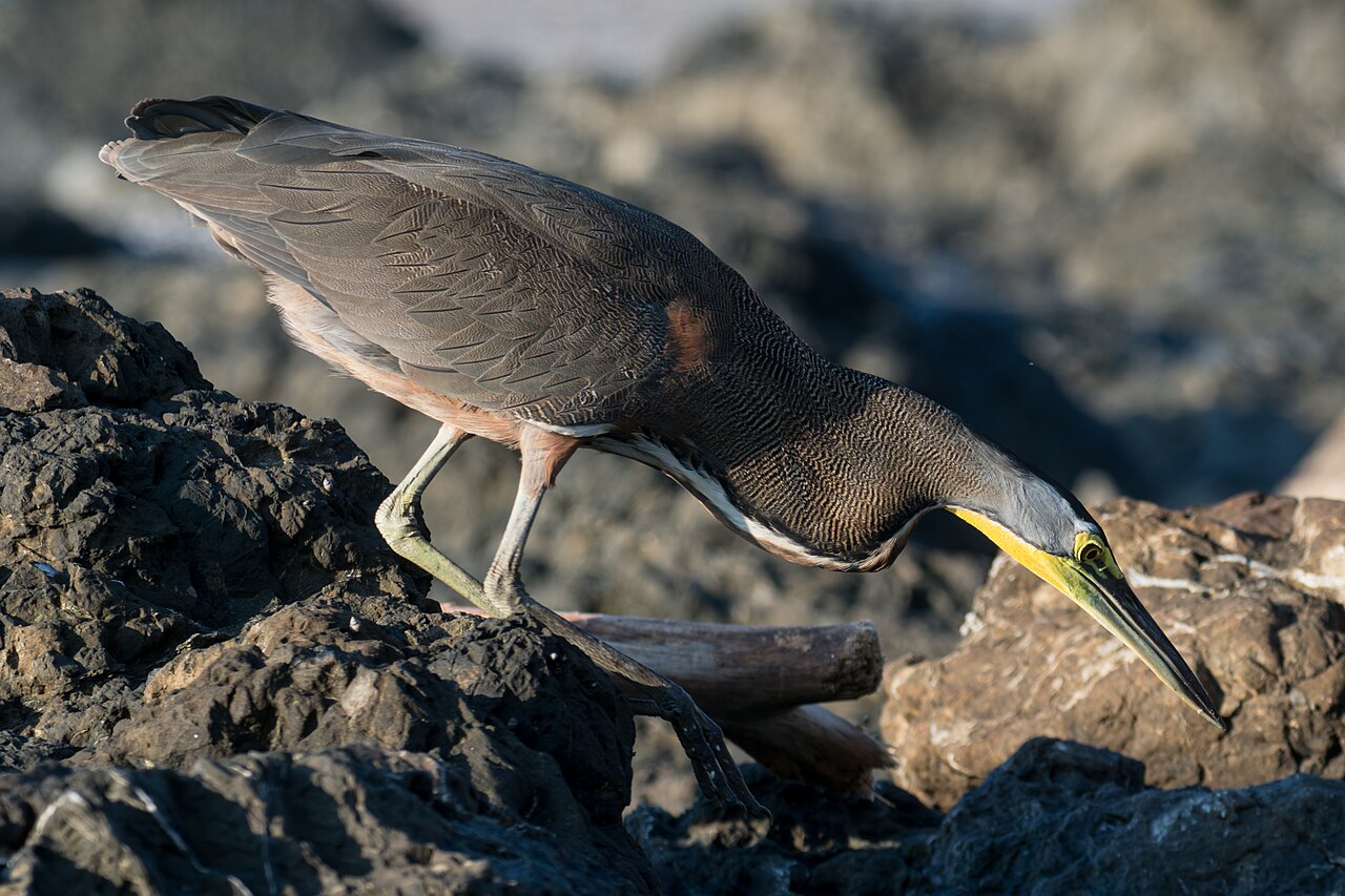 bare-throated tiger heron (Tigrisoma mexicanum), Montezuma, Costa Rica
